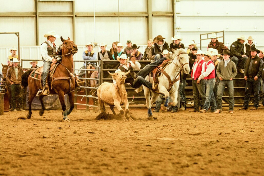 Rustler rodeo cowboy Dalton Burgener sliding off his horse to catch a steer