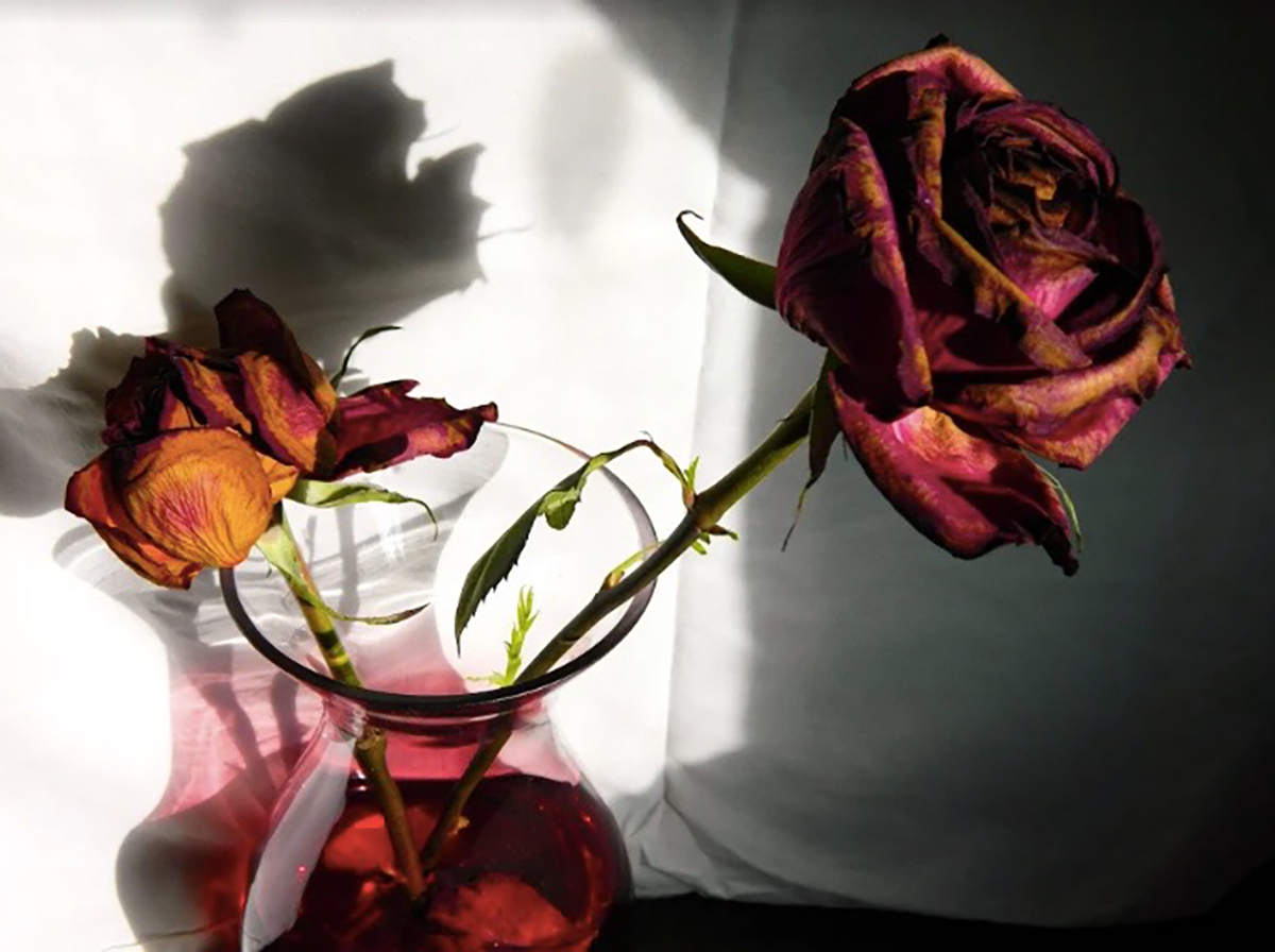 red rose in a pink vase