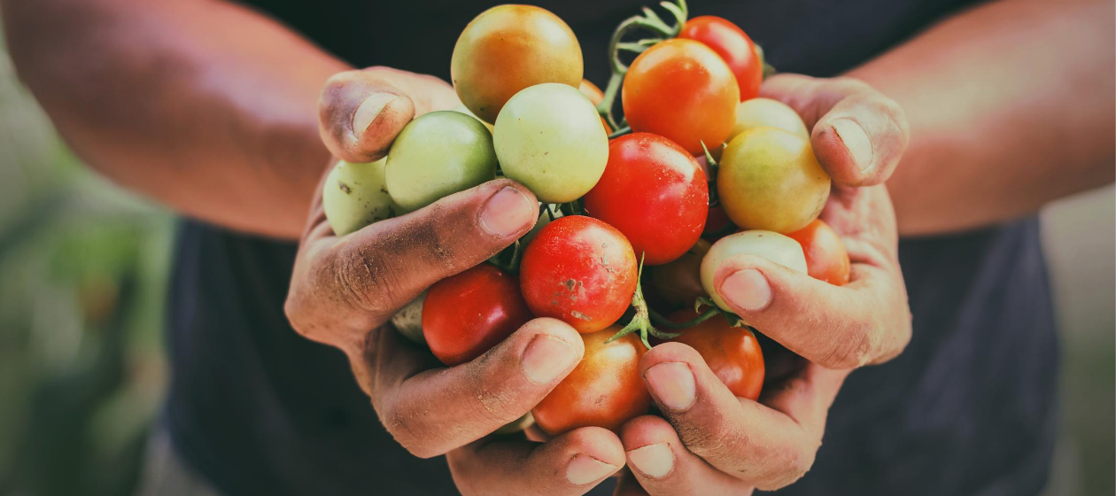 Hands holding a handful of garden tomatoes