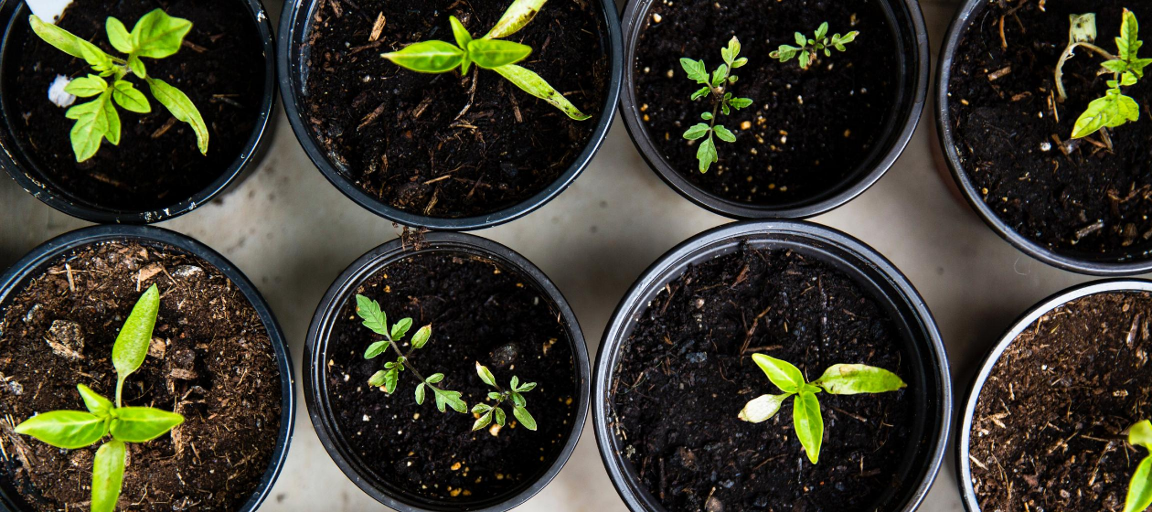 Crops growing out of soil