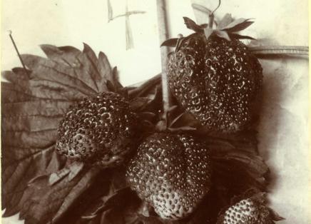 Strawberries grown in the historic apple orchard at Sinks Canyon Center