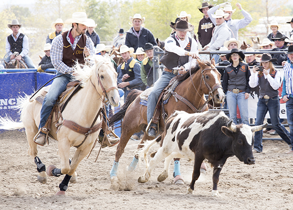 CWC rodeo cowboy rides his horse alongside a steer