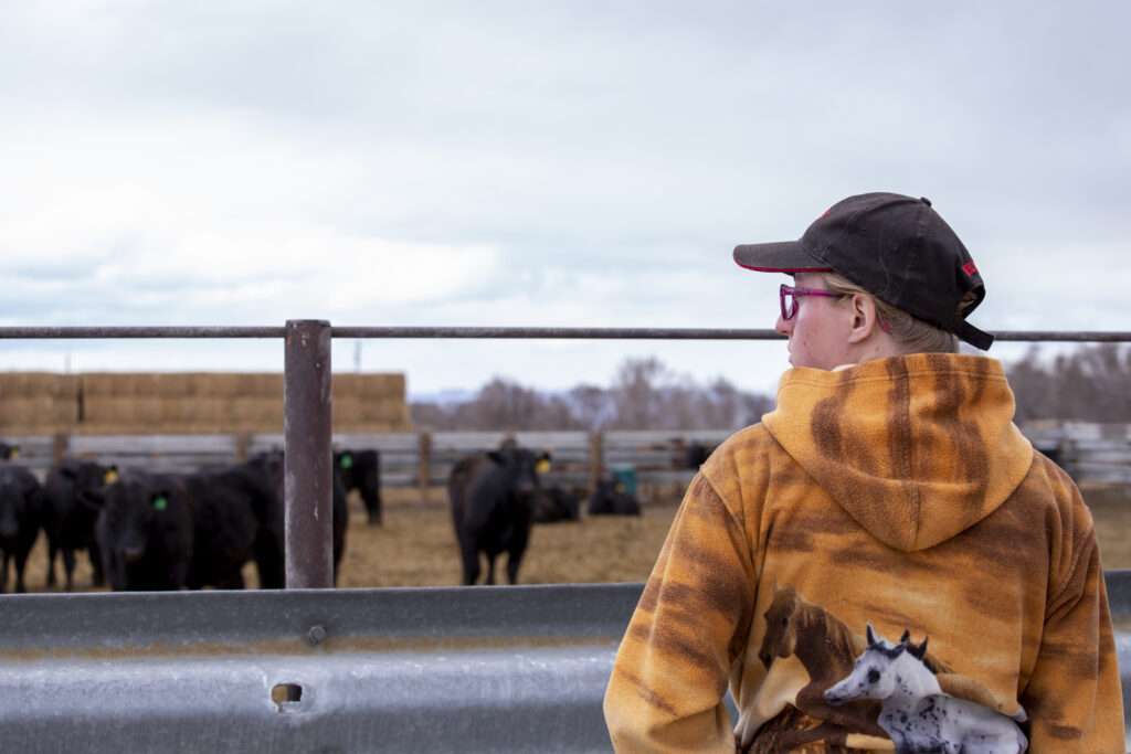 A student looking at cows