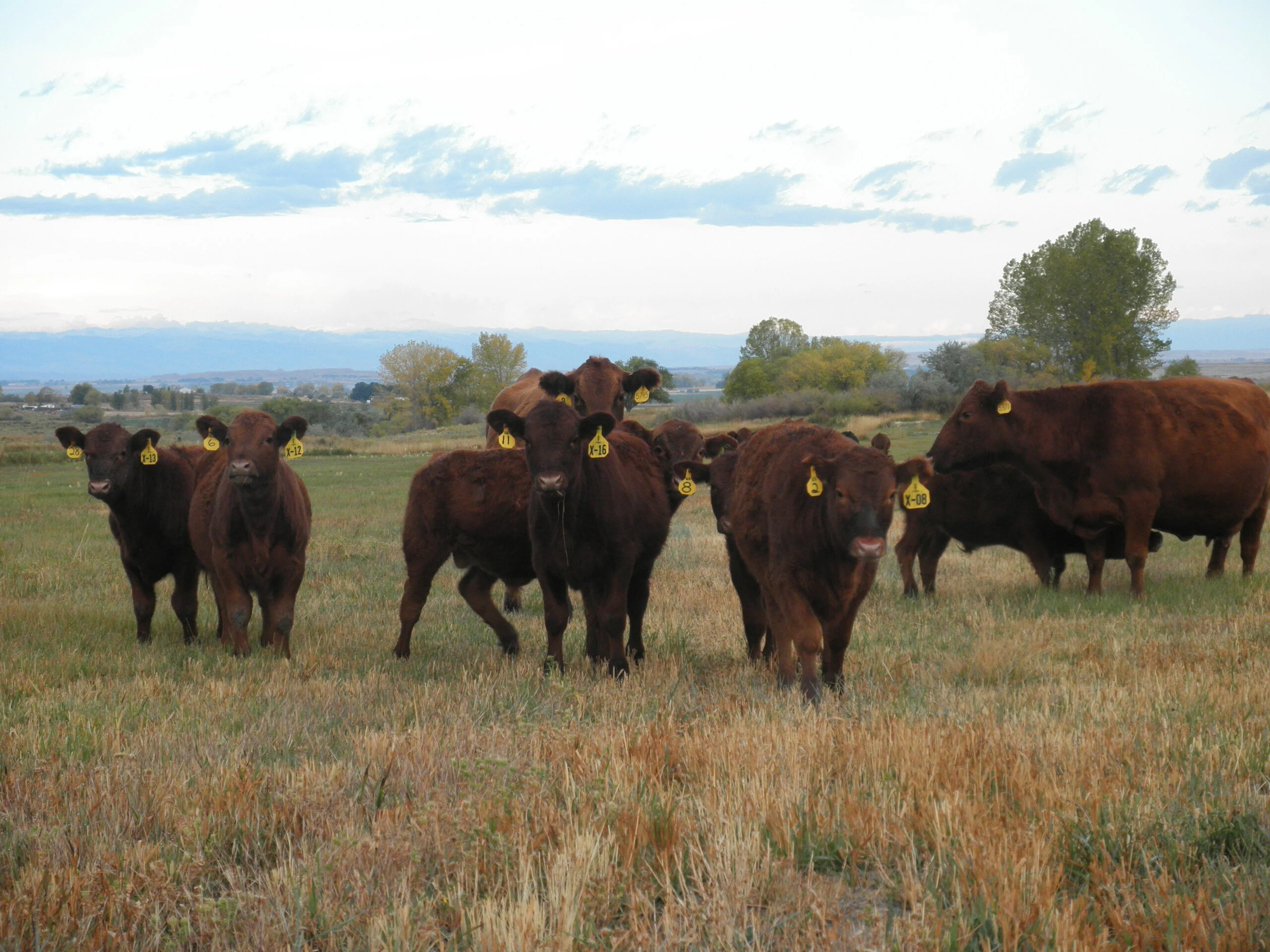 Brown cows eating grass in a green field