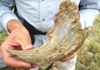 CWC student holds a remain of a buffalo horn found near the Dinwoody Glacier