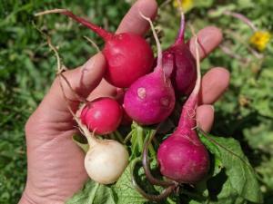 Hand holding fresh radishes picked from a garden