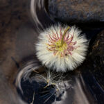 Nancy Alley
A Dandy Swirl