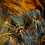 Nancy Alley
Pheasant Fanfare