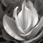 Nathan McCreery
Corn Lilly