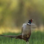 Kirk Shepherd
Ring Necked Pheasant